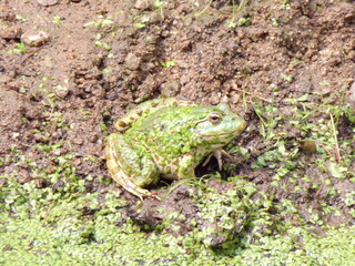 grenouille verte