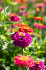Close up of shrub pink common zinnia with its pollen, petals. Green grass filed during sunny day in summer, green nature blurry background.