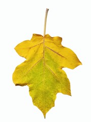 Eggplant leaves turn yellow