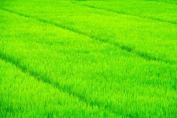 Obraz premium Lush Green Rice Field on a Sunny Day