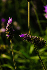 Blooming lavender filled with bees at the start of spring 2024. Beautiful violet, lilac plant in the sunlight. Bees heading to collect nectar with their proboscis extended