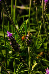 Blooming lavender filled with bees at the start of spring 2024. Beautiful violet, lilac plant in the sunlight. Bees heading to collect nectar with their proboscis extended
