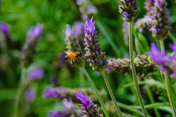 Blooming lavender filled with bees at the start of spring 2024. Beautiful violet, lilac plant in the sunlight. Bees heading to collect nectar with their proboscis extended