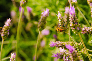 Blooming lavender filled with bees at the start of spring 2024. Beautiful violet, lilac plant in the sunlight. Bees heading to collect nectar with their proboscis extended