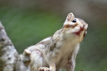 Obraz premium 加茂山公園 リス園（新潟県）