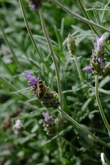 Blooming lavender filled with bees at the start of spring 2024. Beautiful violet, lilac plant in the sunlight. Bees heading to collect nectar with their proboscis extended