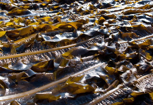 Brown seaweed are being dried at Susanhang Port near Yangyang-gun, South Korea 
