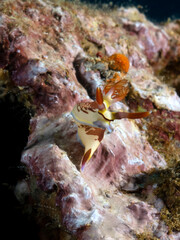 A Nembrotha Lineolata nudibranch crawling on a wreck Boracay Island Philippines