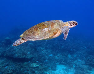 Obraz premium A Green Turtle swimming Boracay Island Philippines