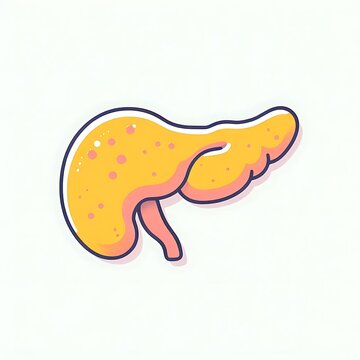 Human Pancreases , flat illustration of human body organ, graphics for medical education, treatment, hospital poster, banner