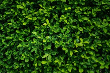 Fototapeta premium Close-up of a vibrant green bush hedge with dense, leafy foliage. The hedge lush texture is on display. Green shrub with bright, high-coloured leaves. Detailed look at a natural garden feature.