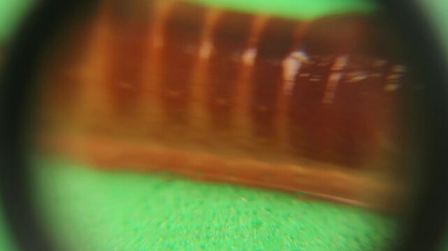 Close-up of an earthworm. The worm 's spiracles are visible in each segment, two on each side. Earth worms isolated on a green background. Earthworms, bugs, Insects
