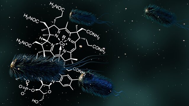 3d rendering of  E. coli is one of the primary sources of vitamin B12 in the human intestine. Beneficial E. coli strains produce vitamin B12, a vital nutrient for our bodies.