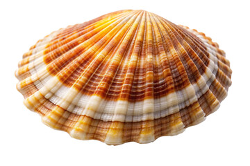 sea shell isolated on white background png