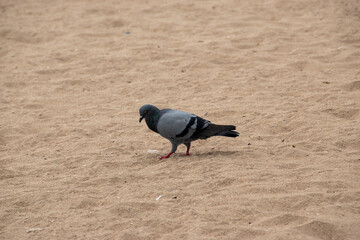 pigeon on the sand