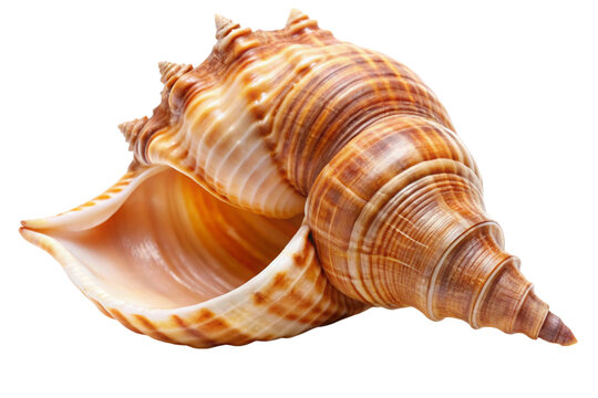 sea shell isolated on white background png