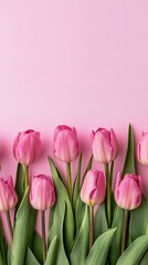 Fototapeta premium Vibrant Pink Tulip Blooms in Elegant Minimalist Composition