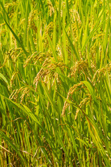 秋の収穫時期を迎えた稲