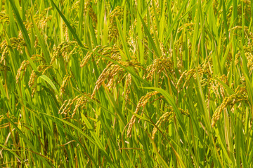 秋の収穫時期を迎えた稲