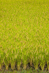 秋の収穫時期を迎えた稲