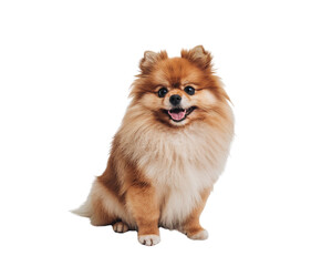 Obraz premium Happy Pomeranian puppy sitting on a clear background