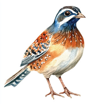 recommend clip art: Quail watercolor clipart illustration isolated