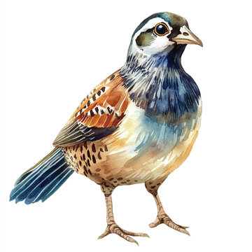 recommend clip art: Quail watercolor clipart illustration isolated