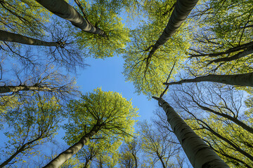Fototapeta premium Beech Trees Forest in Early Spring, from below, fresh green leaves