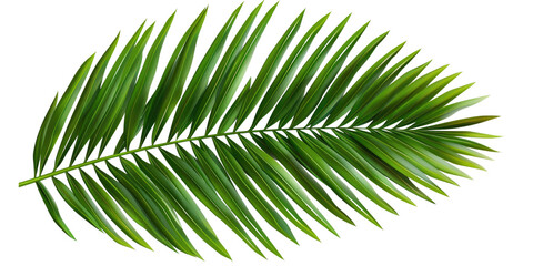 Obraz premium Green palm leaf isolated on transparent background. Cut out or PNG.
