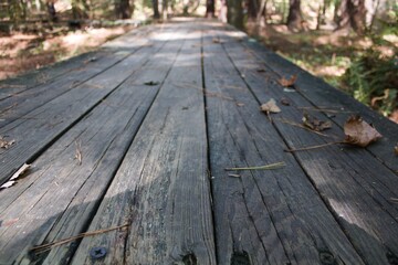 wooden bridge in the forest