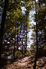 Fototapeta premium autumn in the woods