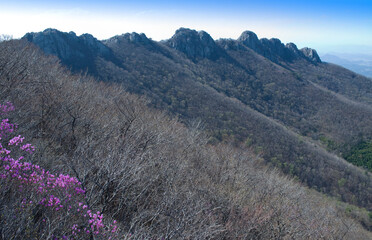 Pink azalea flowers of rocky Paryeongsan Mountain in the spring near Goheung-gun, South Korea