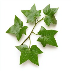 Green Ivy Leaves.
