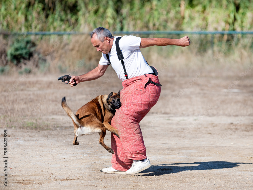 Sticker training of belgian shepherd