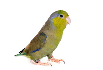 Pacific parrotlet in studio