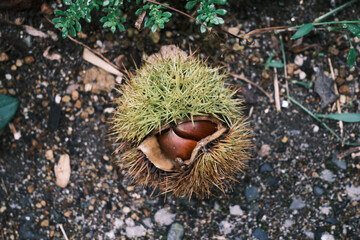 棘に守られる栗の実