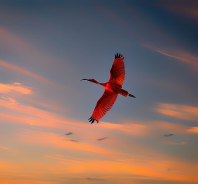ibis