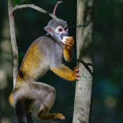 Obraz premium saimiri