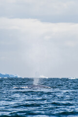 Close-up of the lateral fin of a sleeping Humpback Whale -Megaptera novaeangliae- blowing out a plume of water, against the background of a giant tabular iceberg, near Graham passage and Charlotte Bay