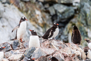 Close-up of a Gentoo Penguin -Pygoscelis papua- sitting on its nest at Cuverville Island, on the Antarctic Peninsula