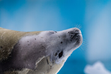 Fototapeta premium Close-up of a crabeater seal -Lobodon carcinophaga- resting on a small iceberg near the fish islands on the Antarctic peninsula