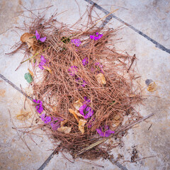 Pile of pine needles