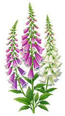 illustration of a Foxglove flower, Foxglove Flower Vector Illustration - Towering Stalk of Pink and Purple Bell-Shaped Blooms, Ideal for Medicinal and Botanical Themes, Foxglove Vector Illustration 