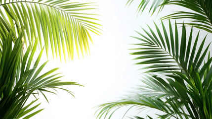 Obraz premium Palm branches