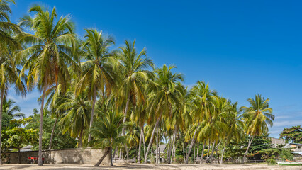 Fototapeta premium A row of tall coconut palms grows on the sandy beach. Wooden boats on the shore. A cottages among the green vegetation. Spreading crowns diagonally against a clear blue sky. Madagascar. Nosy Be 