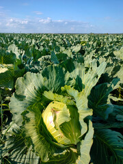 Cabbage ripens in a farmer's field. An environmentally friendly vegetable.