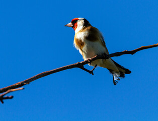 European Goldfinch, carduelis carduelis at blue sky.