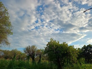 Obraz premium Serene Nature Landscape with Lush Greenery and Cloud-Filled Sky