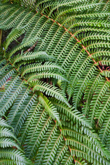 Fern leaf in the forest