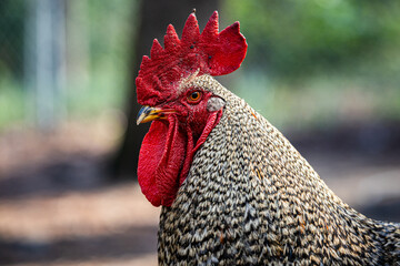 close up of a rooster